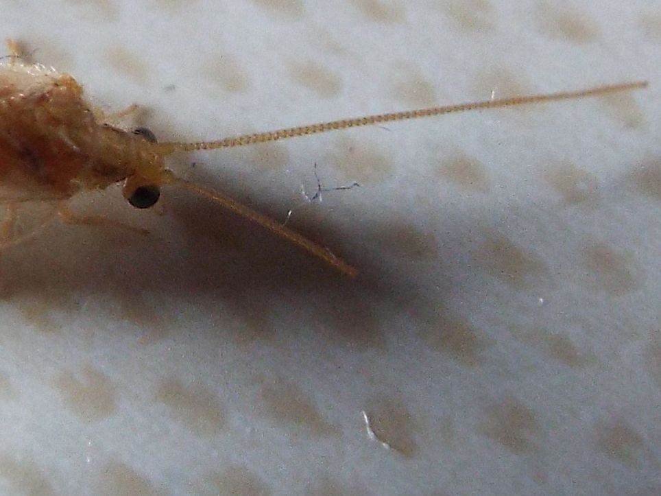 Hemerobius lutescens (Hemerobiidae)
